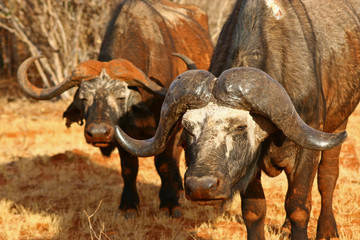 Obraz premium Büffel im Tsavo-East Nationalpark