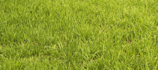 long lush green grass and weeds growing from spring rain