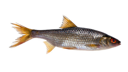 large isolated roach fish
