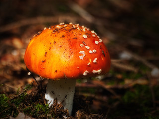 Junger Fliegenpilz im Sonnenlicht