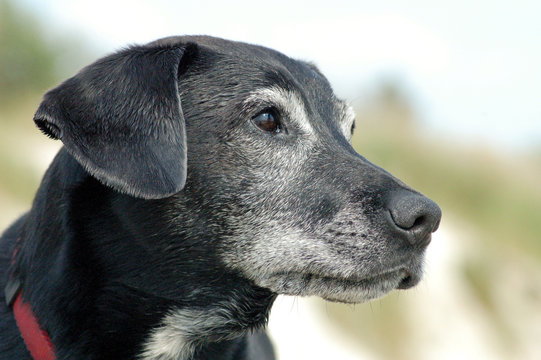 Schwarzer alter Hund