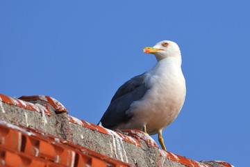 yellow-legged gull standing on a roof