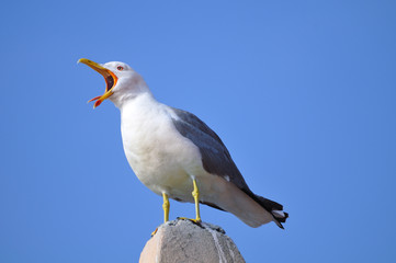 yellow-legged gull standing on a roof