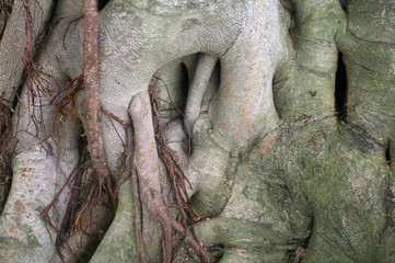 Tree trunk details