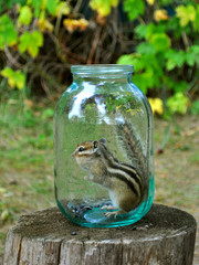 Chipmunk and glass jar