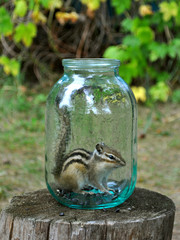 Chipmunk and glass jar
