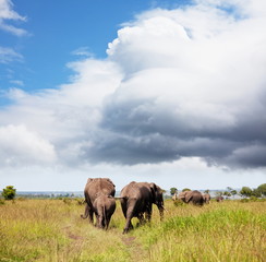 Obraz premium Elephant