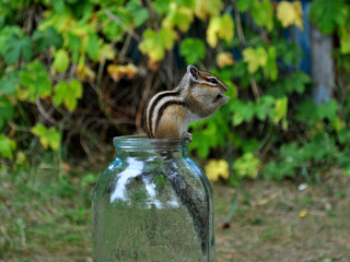 Chipmunk and glass jar