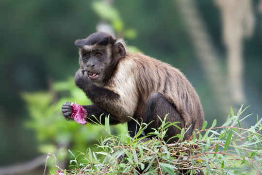 Tufted Capuchin