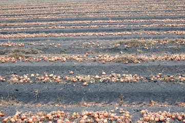 Field with onion during harvesting
