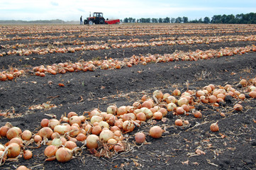 Obraz premium Field with onion during harvesting