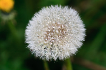 taraxacum officinale