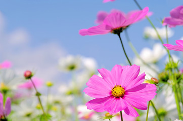 Cosmea 14