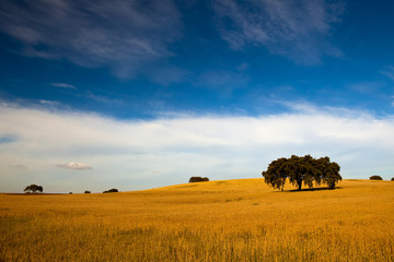 Fototapeta na wymiar Yellow wheat field