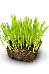 Green grass and roots