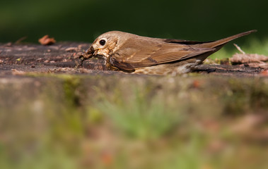 Singdrossel
