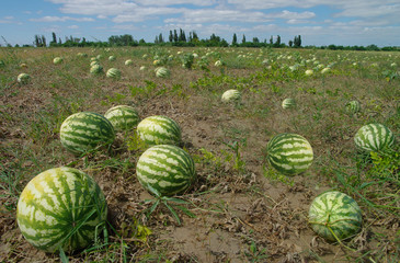 Water-melons in the field