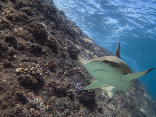 meetshark