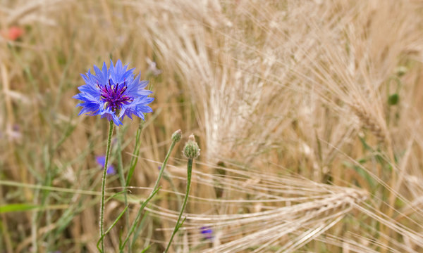 Kornblume