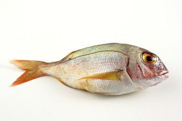Parago - Pagellus Erythrinus