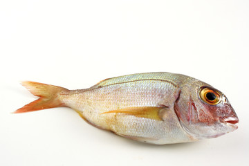 Parago - Pagellus Erythrinus