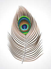 abstract peacock feather