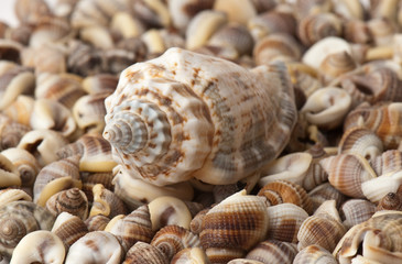 seashell