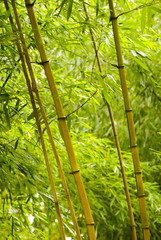 young bamboo forest (Bambuseae)