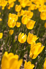 Obraz premium tulip