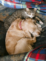Perra y gata durmiendo juntas