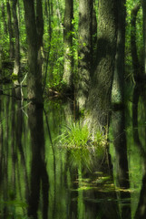 Fototapeta na wymiar lato auenlandschaft z drzew liściastych