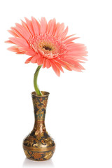 gerbera in vase isolated on the white background