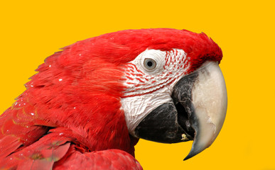 Green-Winged Macaw Isolated on Yellow
