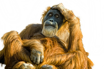 Sumatra-Orang-Utan (Pongo abelii) , freisteller