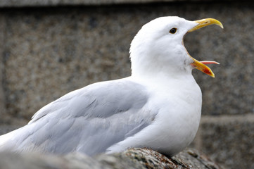 Shot of seagull screaming with beak wide open