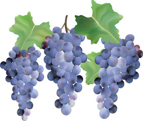 Bunches of grapes.
