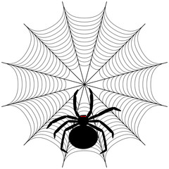 Black spider on the web