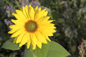 sunflower