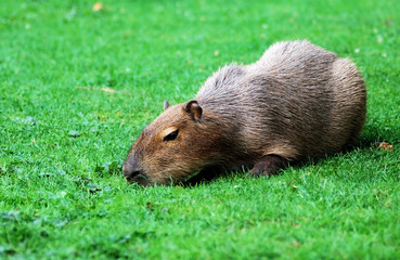 Capybara grazing on the lawn