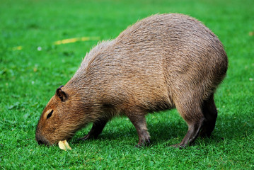 Capybara grazing on the lawn