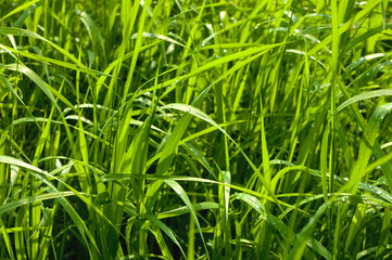 water drops on grass