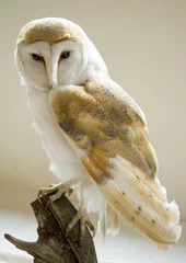 Afwasbaar Fotobehang Uil Barn Owl