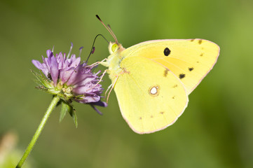 A Colias butterfly on a purple meadow flower