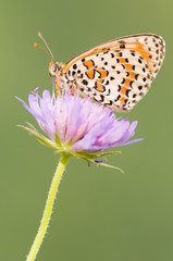 A fritillary butterfly on a purple meadow flower