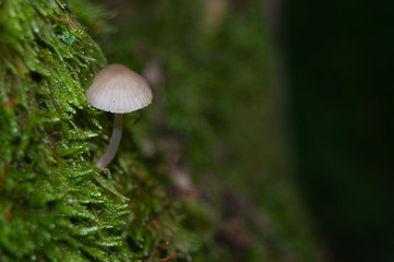 Mushroom on Moss