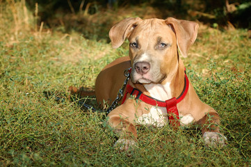 Staffordshirskiy terrier