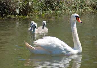 Swan and Sygnets