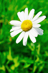 Fototapeta premium camomile