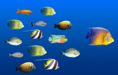 Leadership concept - big fish leading school of tropical fishes © Dmitry Rukhlenko