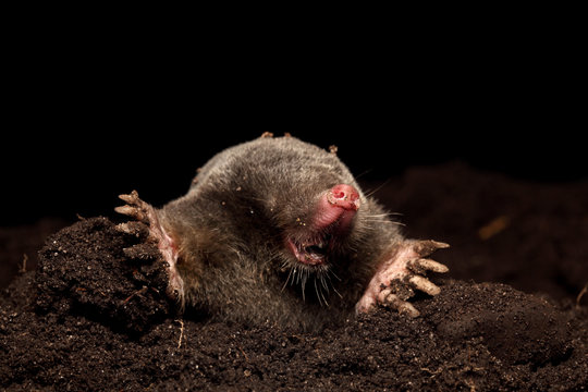 モグラ塚 の画像 11 8 件の Stock 写真 ベクターおよびビデオ Adobe Stock